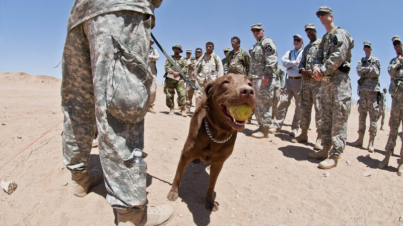 Illustration for article titled 26 Awesome Photos of War Dogs Showing How Badass and Cute They Can Be